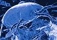 bacteria.jpg