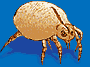 picture-dustmite-ag.gif